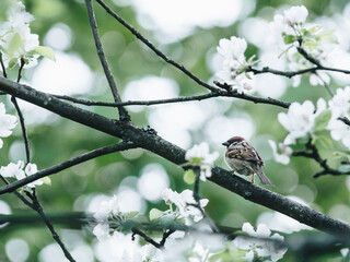业余羽毛球选手怎么使用高磅数球拍